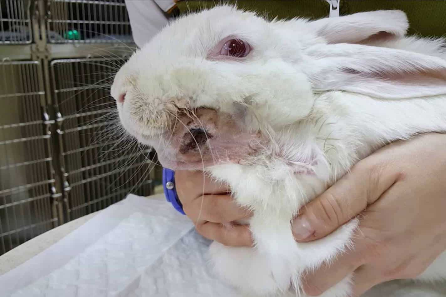 how to treat a rabbit abscess at home