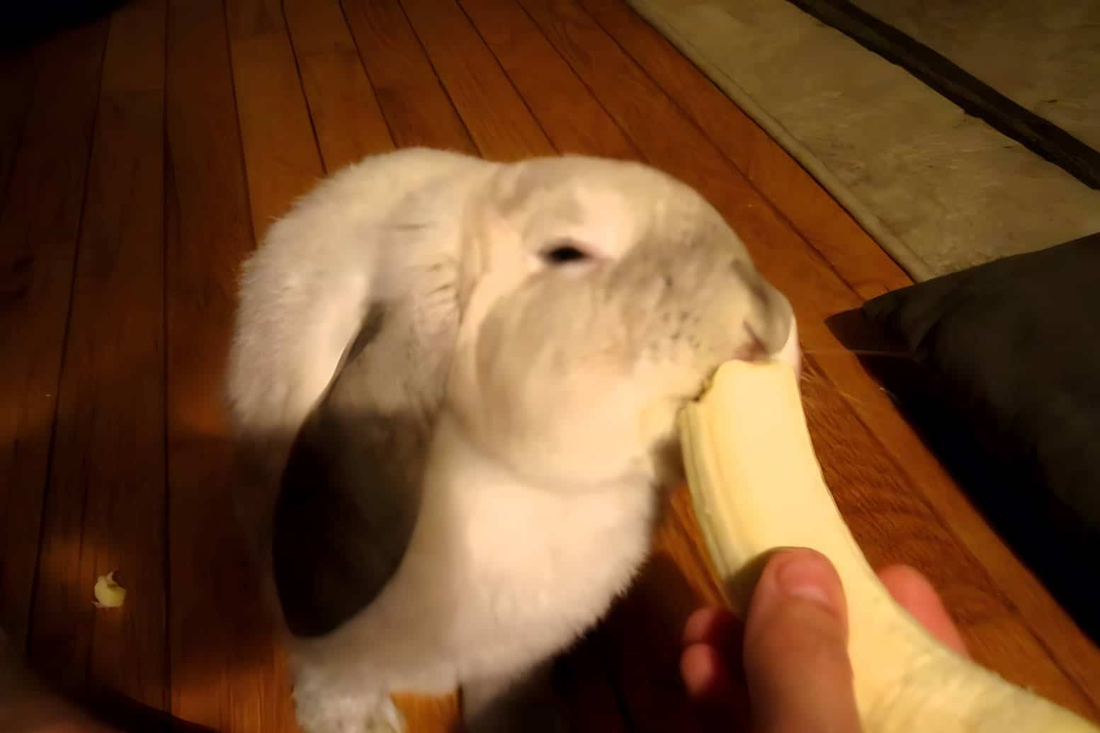 is banana good for bunnies