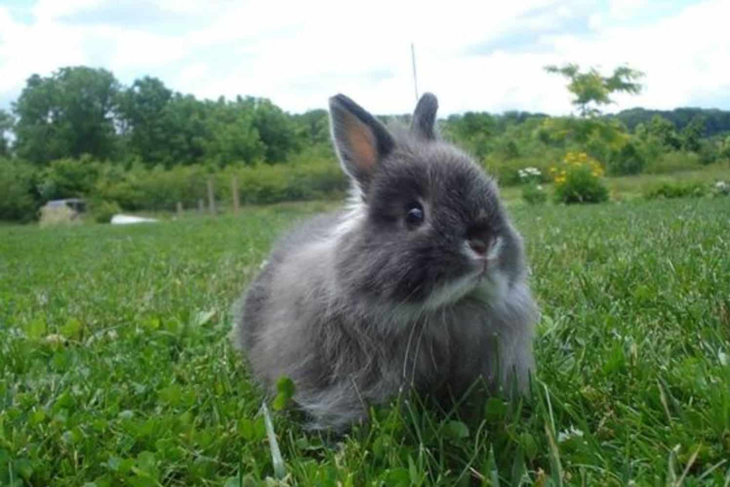 long haired lop bunny