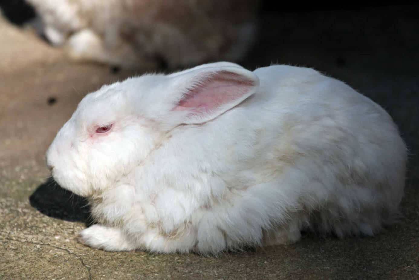 rabbit sleeping positions