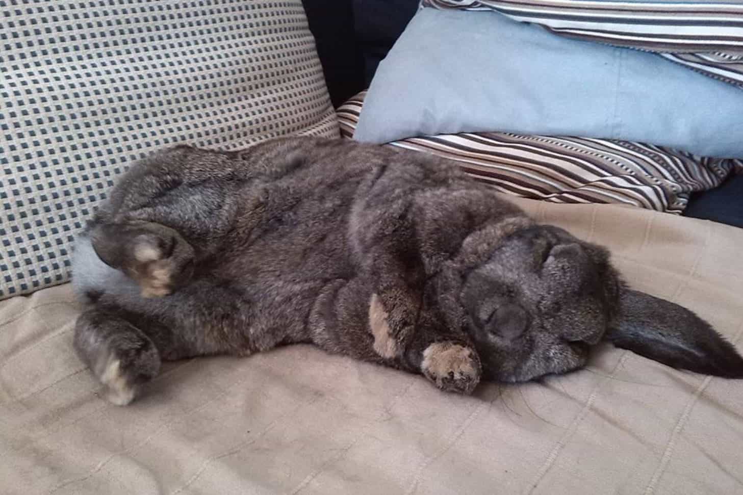 when do rabbits sleep