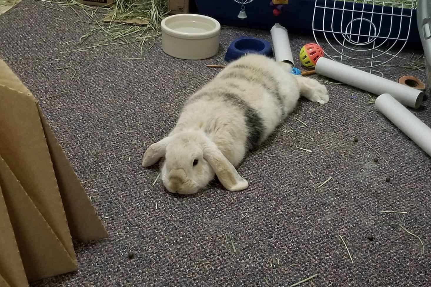 where do bunnies sleep