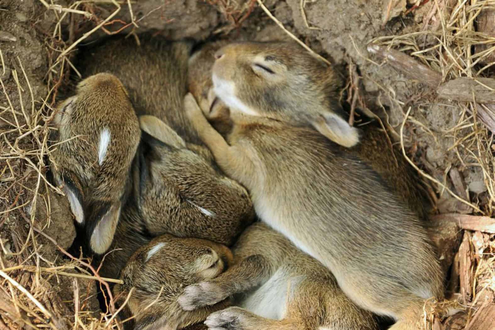where do bunnies sleep