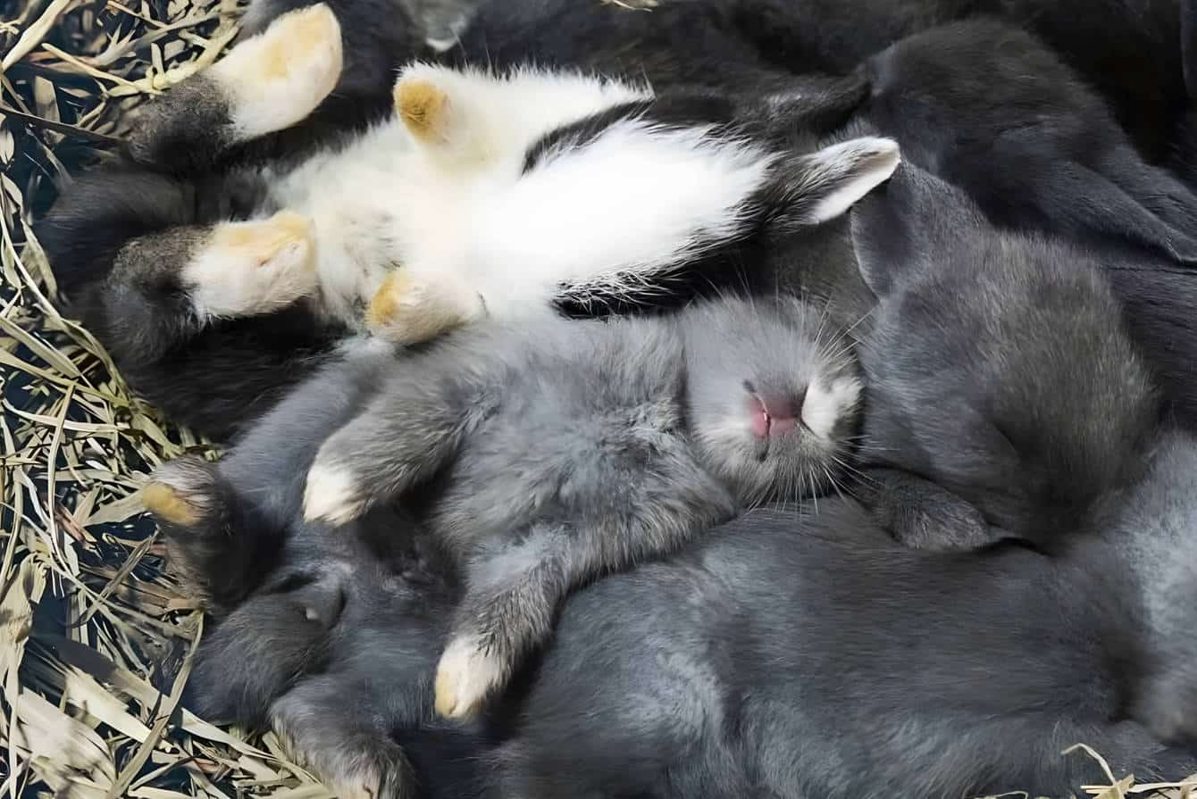 where do rabbits sleep in the wild