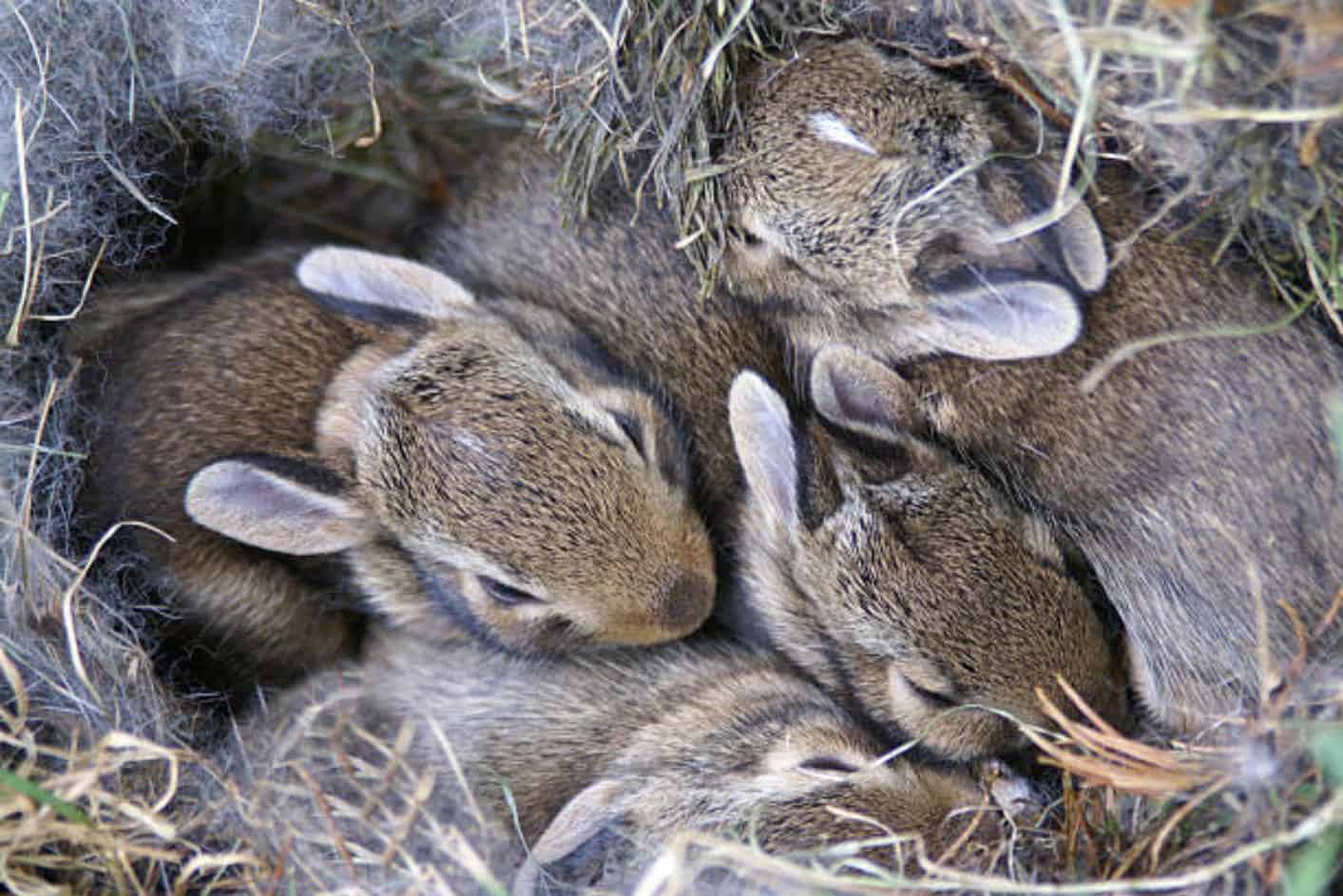 where do wild rabbits sleep