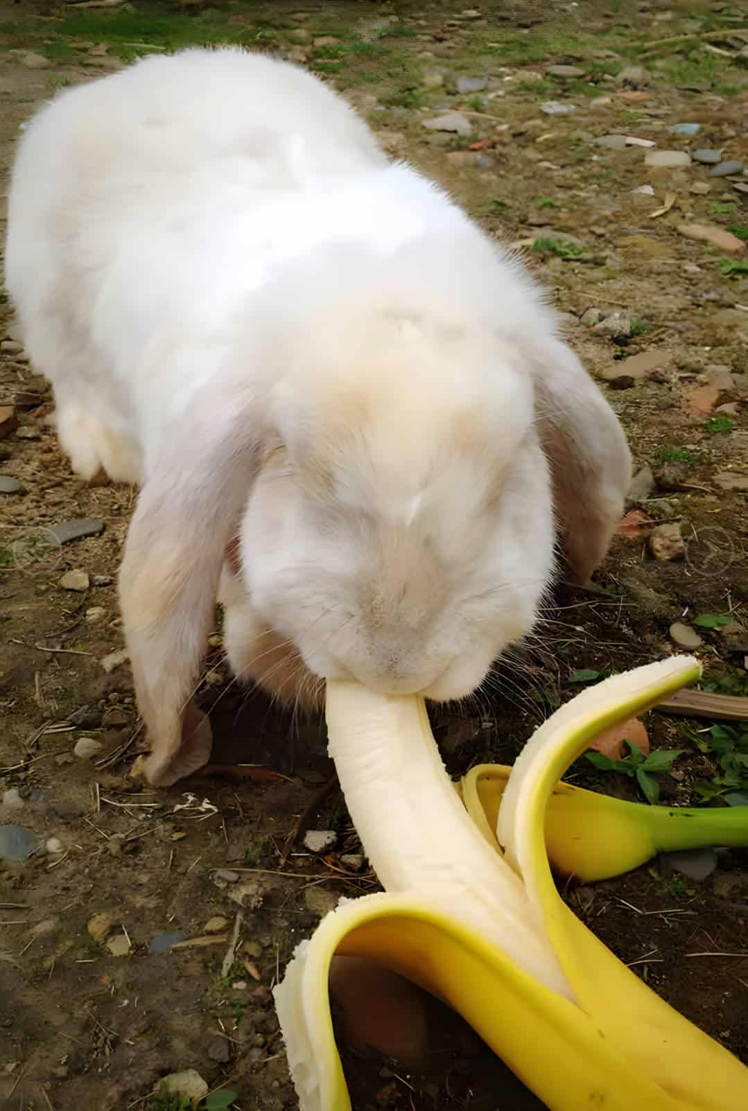 will rabbits eat bananas