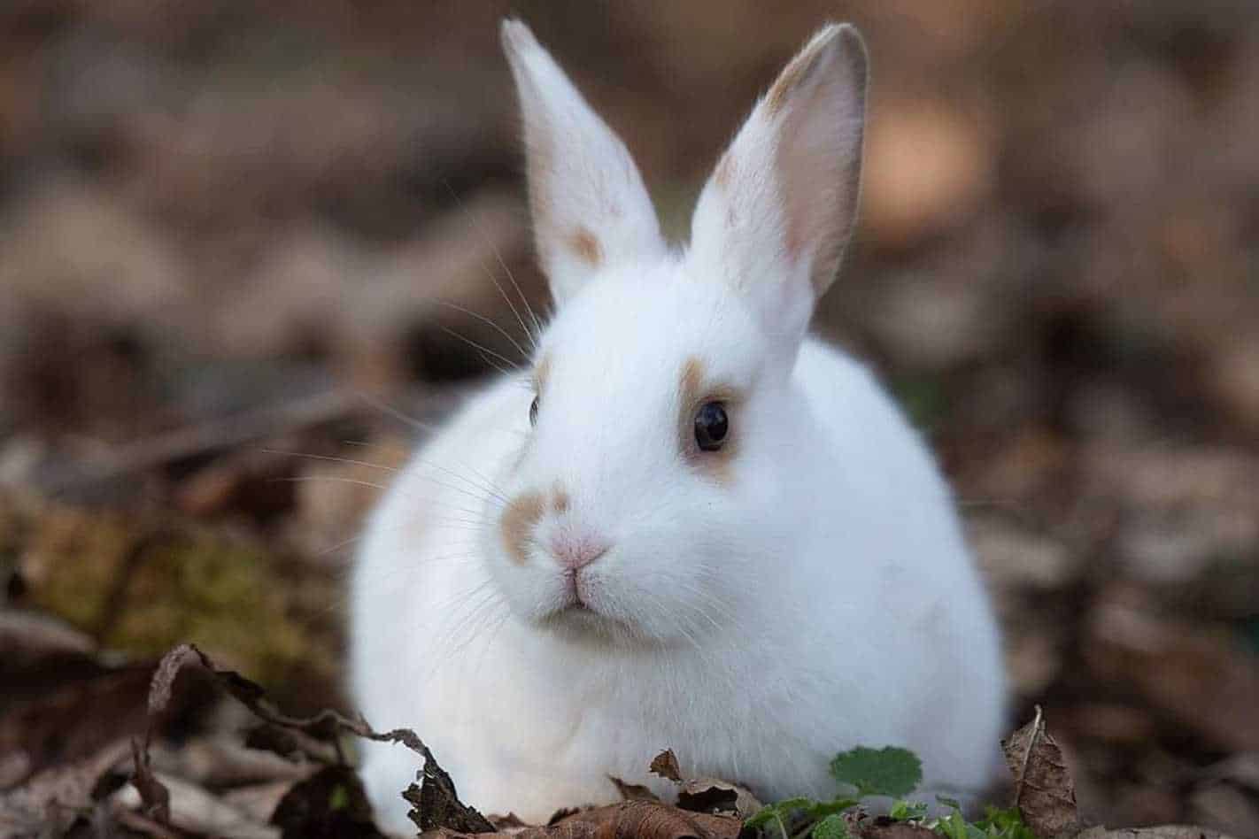 10 Best Small Rabbit Breeds