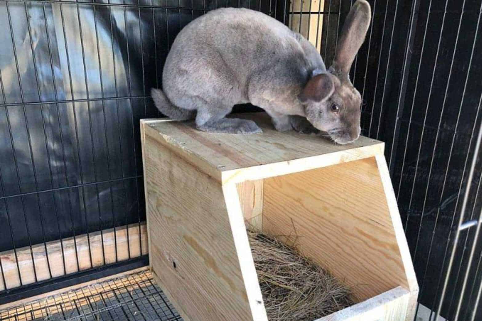 14 DIY Rabbit Nest Box Ideas