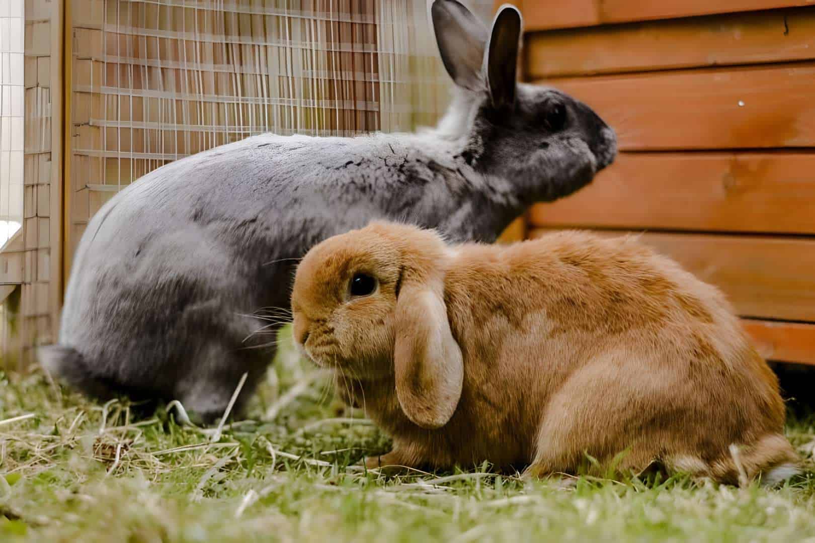 3 Most Common Places Do Rabbits Live