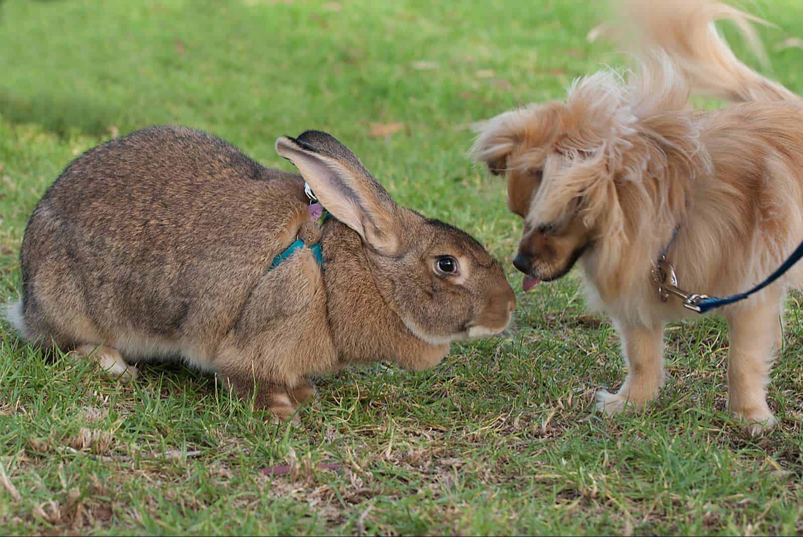 9 Biggest Rabbit Breeds in the World (with Pictures)