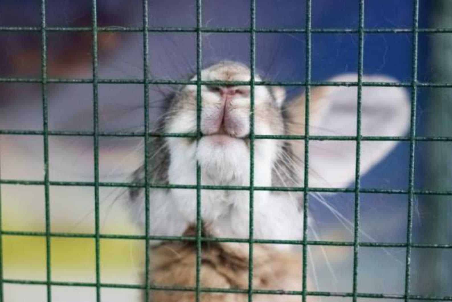A Rabbit Might Bite Its Cage Because It Is Bored