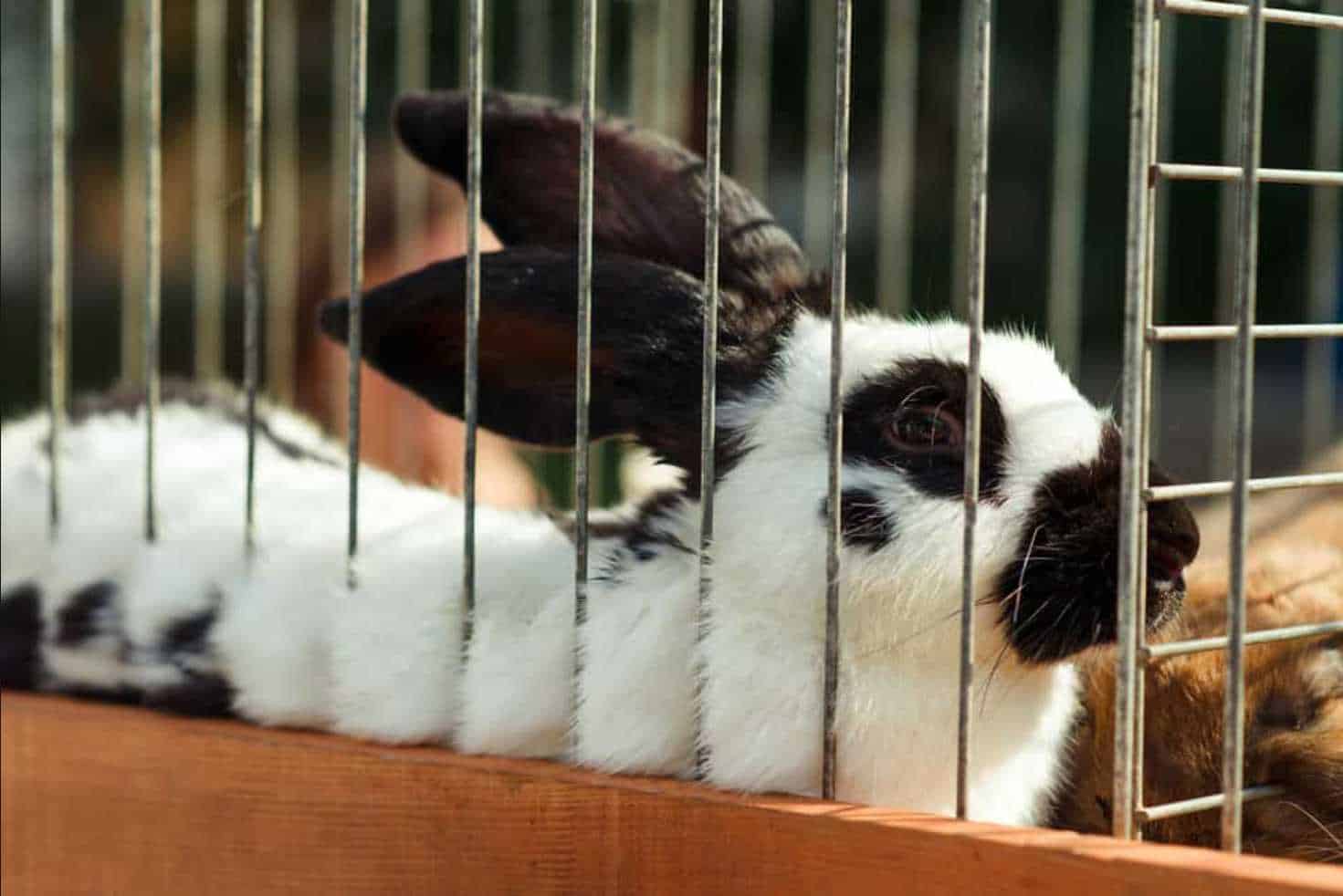 A Rabbit Might Bite Its Cage Because It Is Stressed