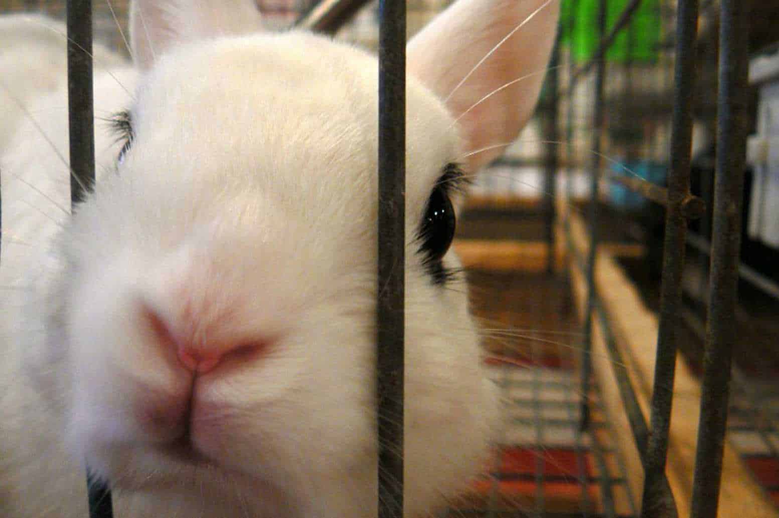 A Rabbit Might Bite Its Cage Because It Wants Attention