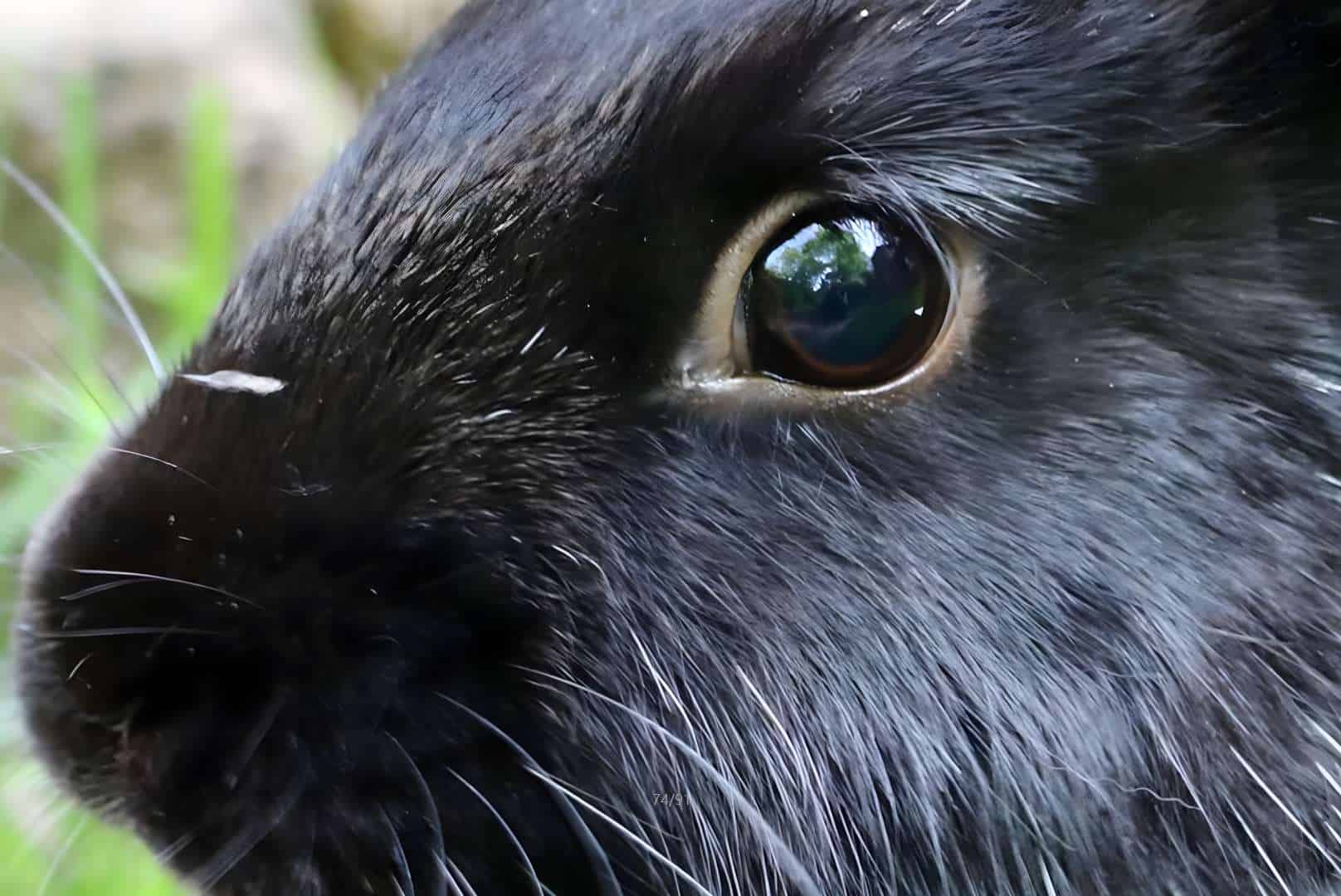 All about Rabbit’s Eyes