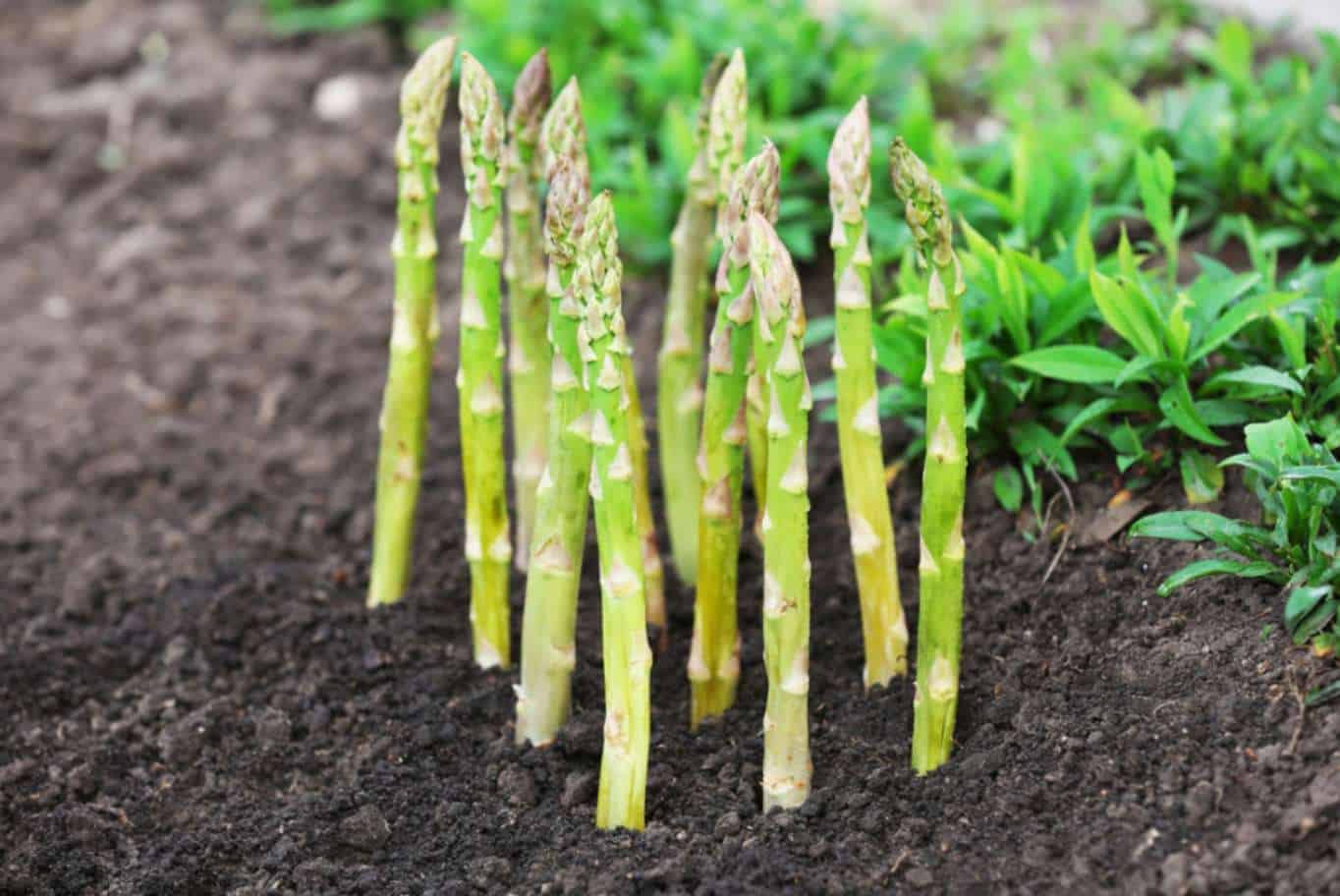All about asparagus