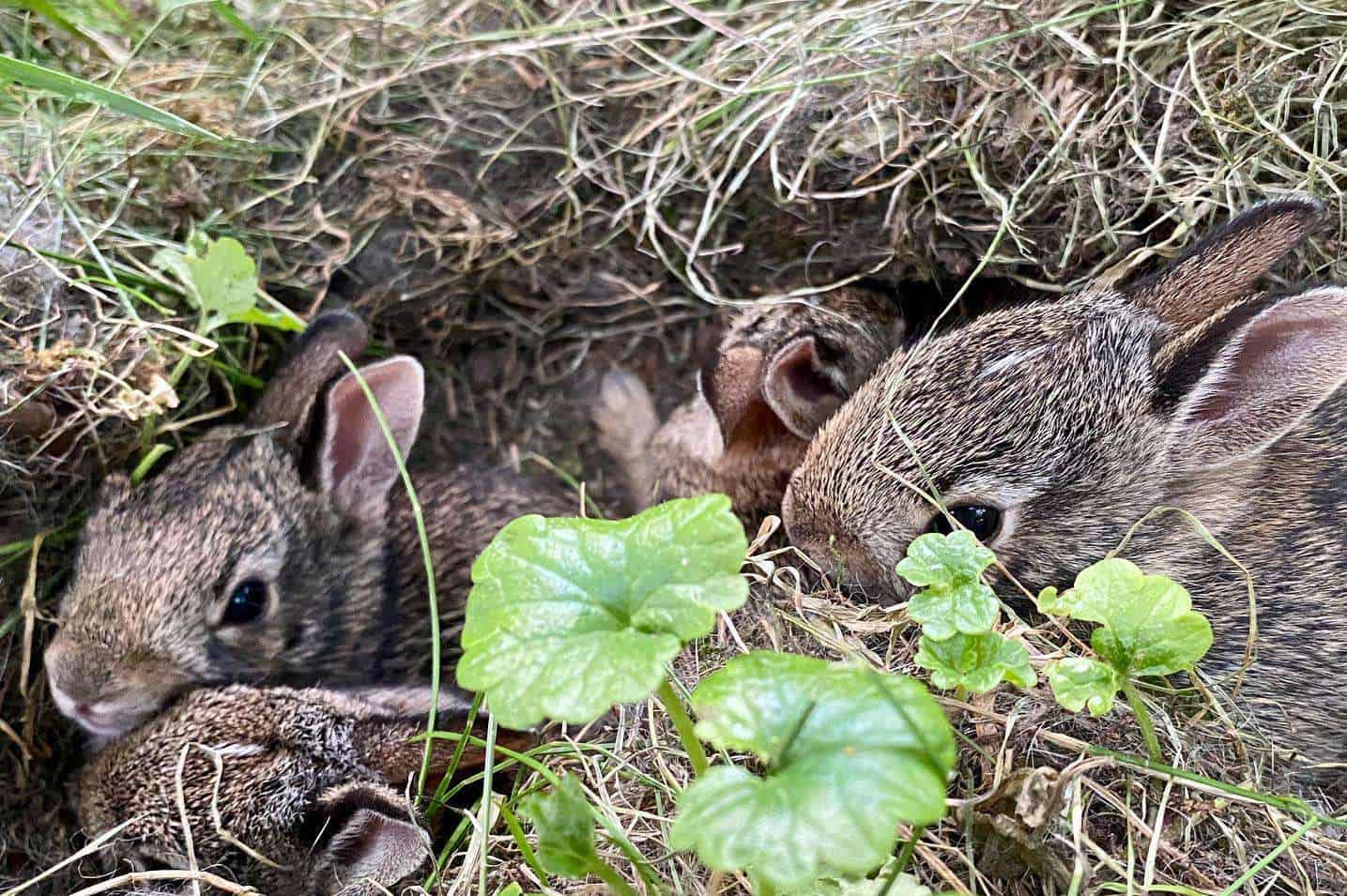 An Overview on the Nesting Process of Rabbits
