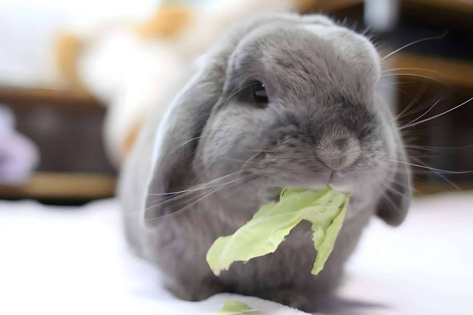 Cabbage Feeding Tips