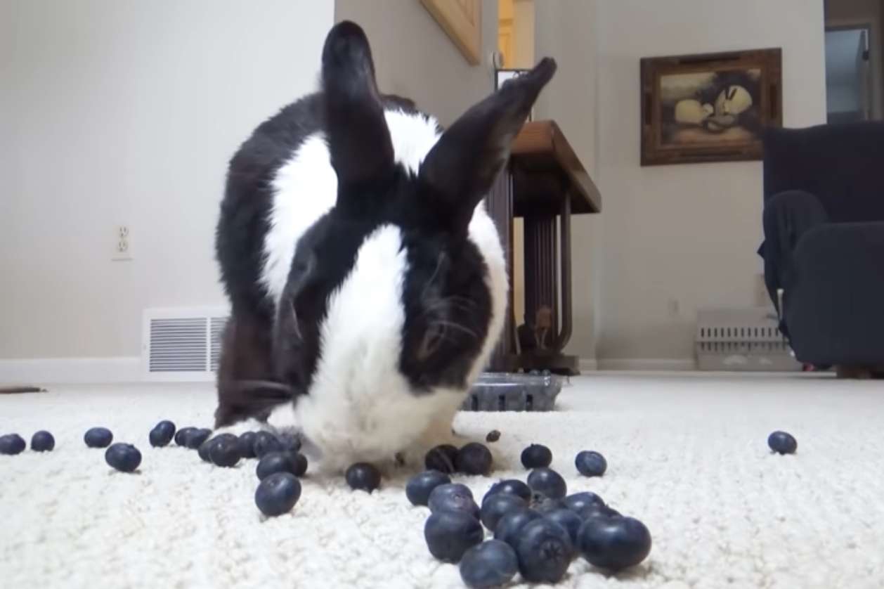Can Rabbits Eat Blueberries