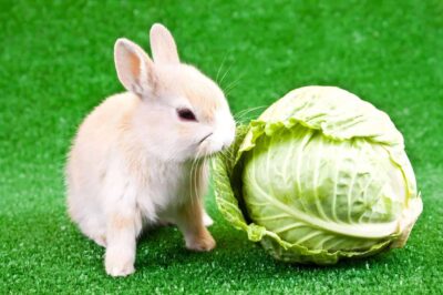 Can Rabbits Eat Cabbage? (Guide and Feeding Tips)