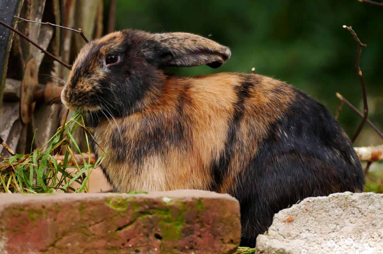 Common Health Issues of Harlequin Rabbit