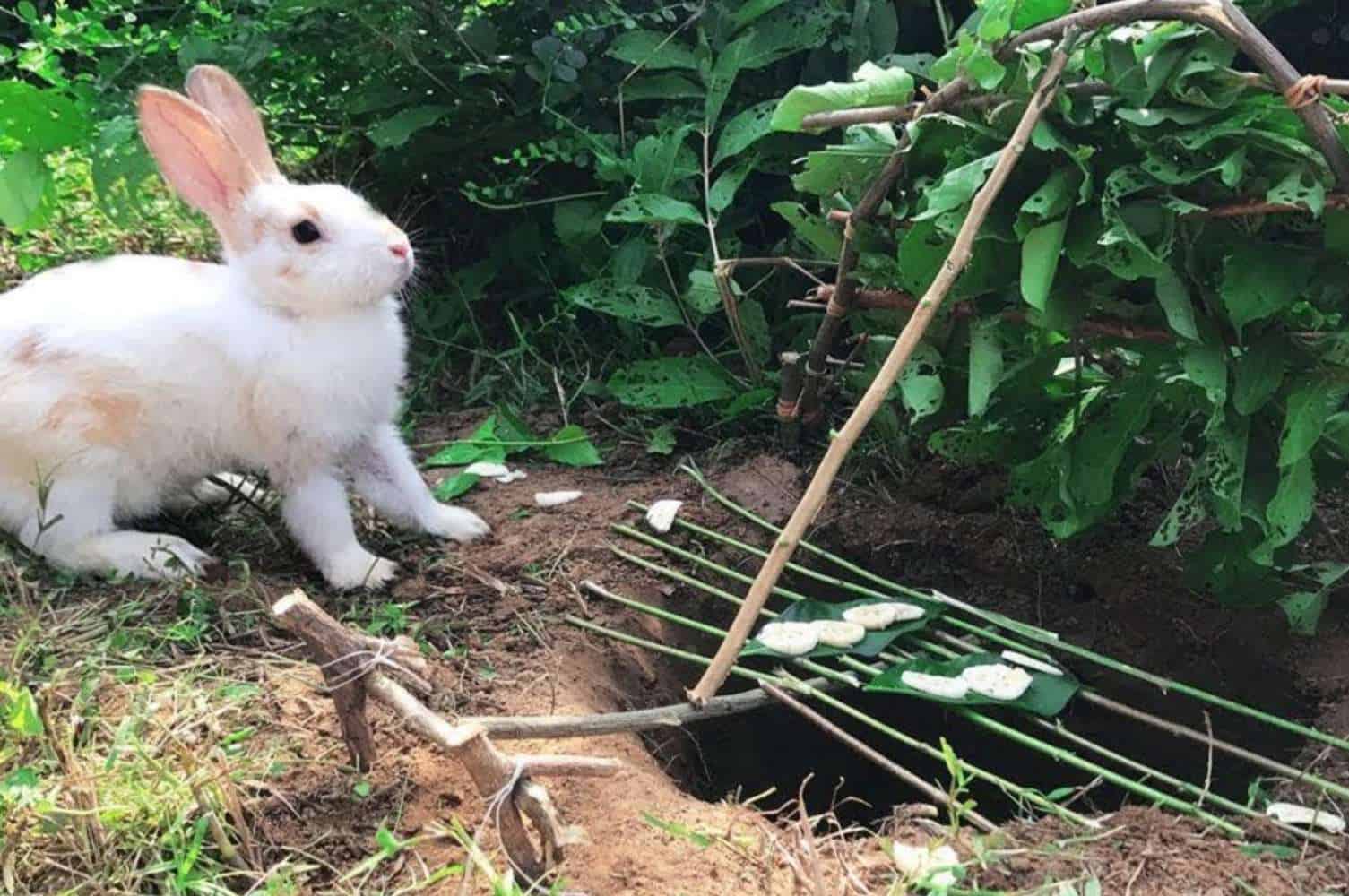 How To Trap Rabbits In Garden 3 Proven Ways to Trap Rabbits