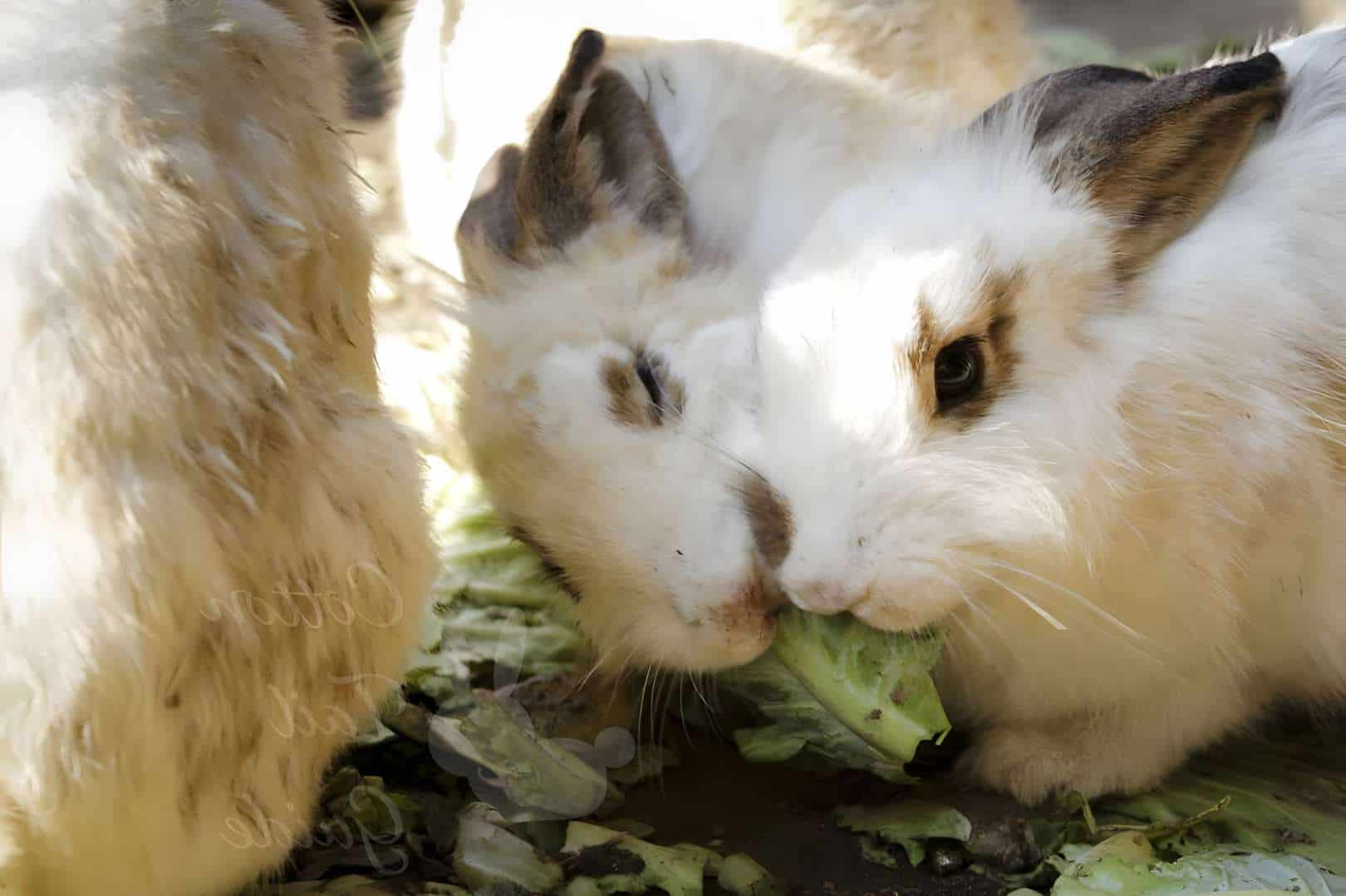 Do Rabbits Like Cabbages