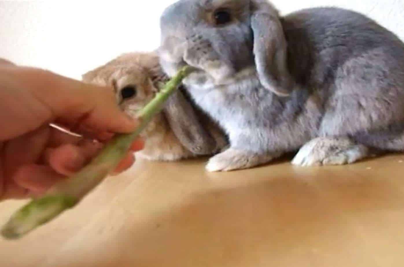 Feeding your rabbit with asparagus