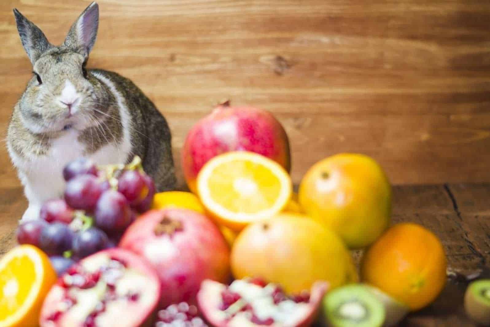 Fruits as Part of Your Rabbit’s Diet