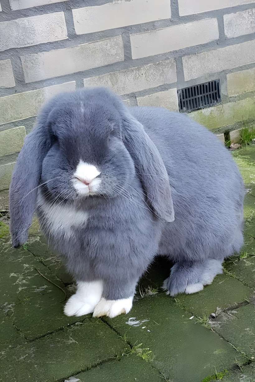 Giant French Lop