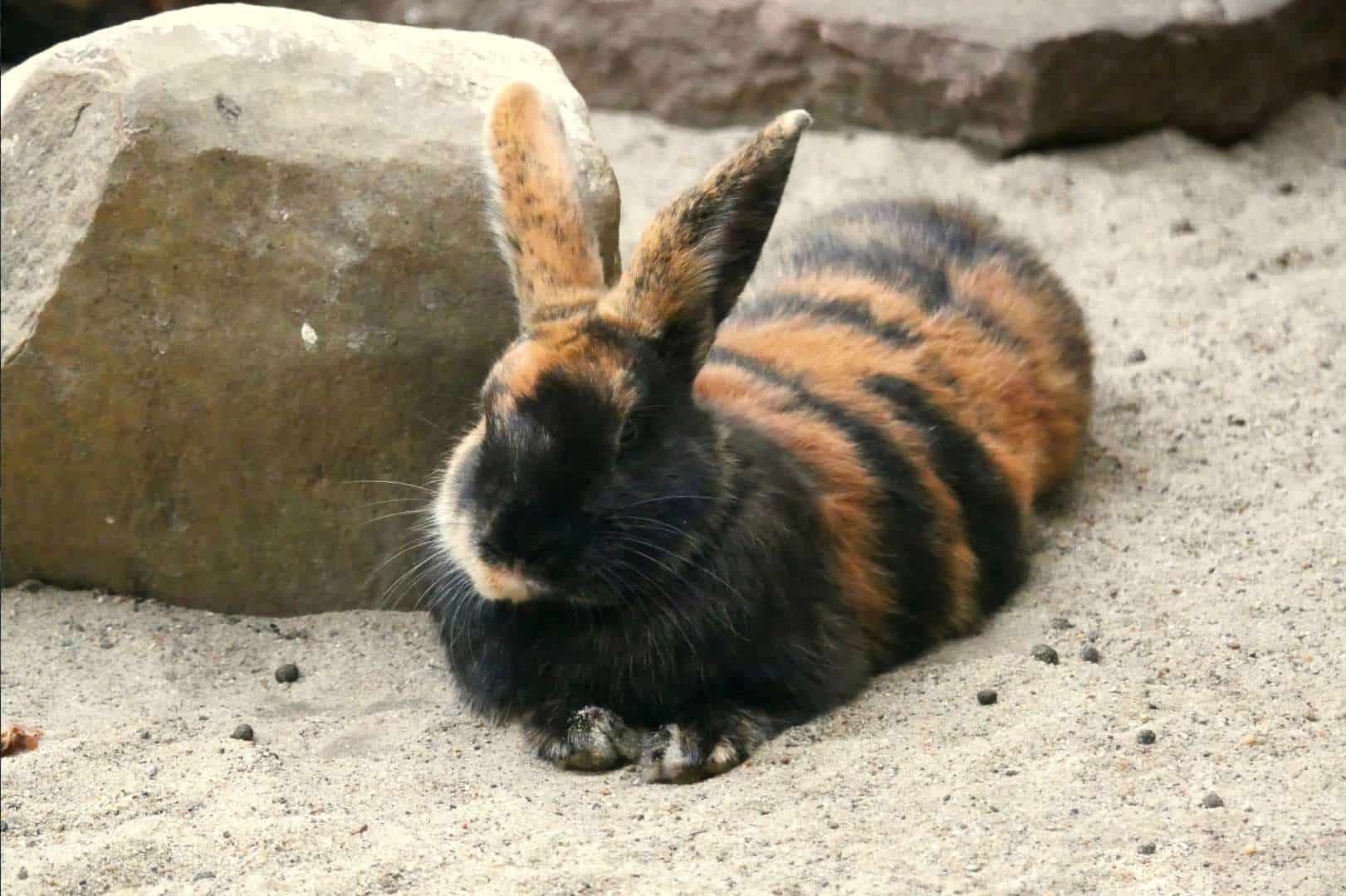 magpie harlequin rabbit
