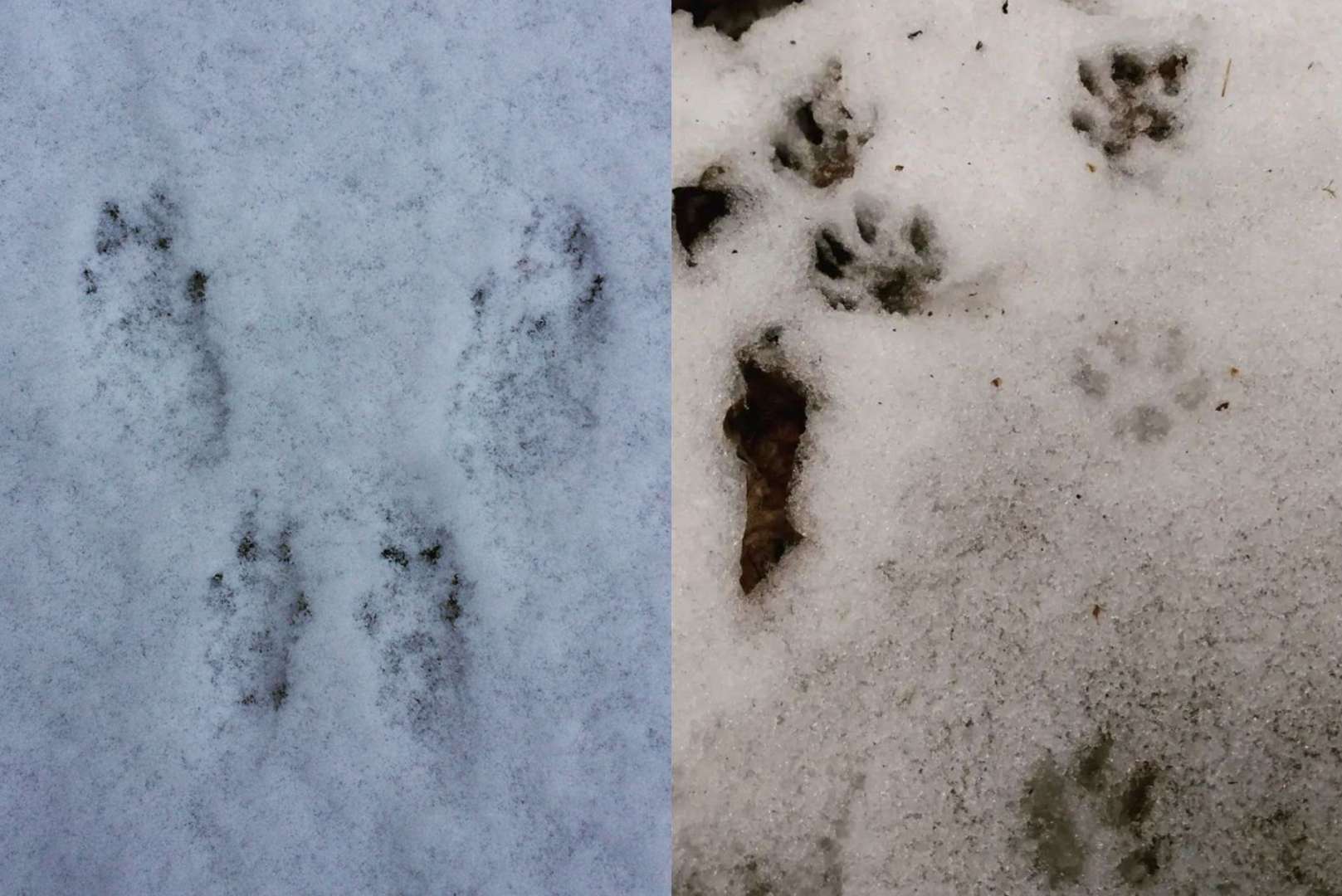 How To Identify Rabbit and Squirrel Tracks In The Snow？