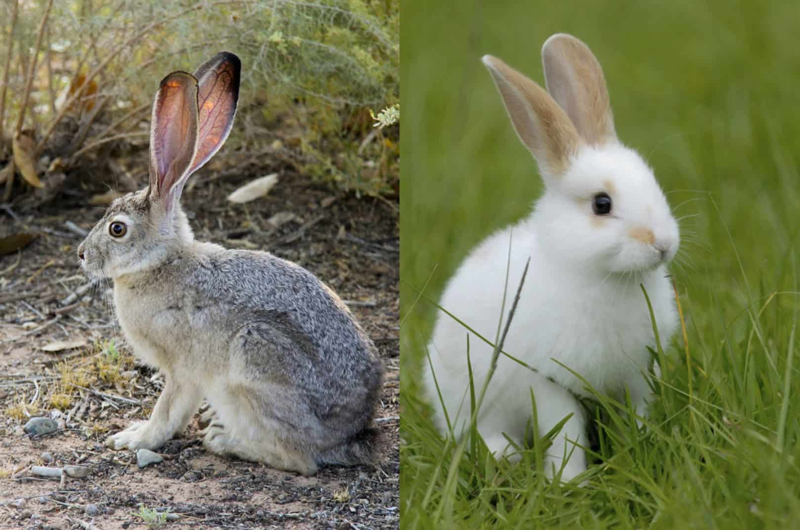 Jackrabbit VS Rabbit