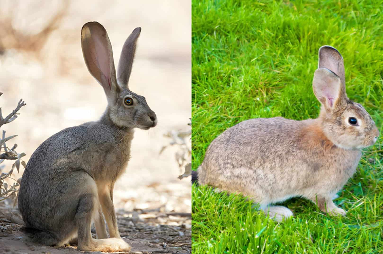 Jackrabbits VS Rabbits