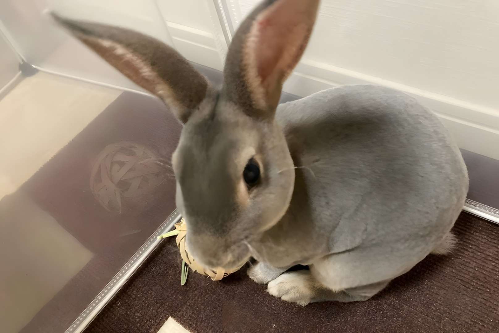 chocolate rex rabbit