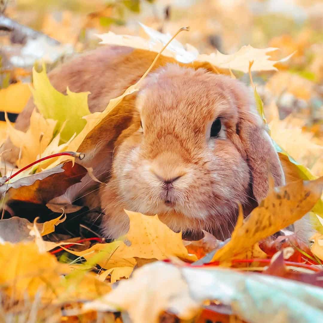 Orange rabbit