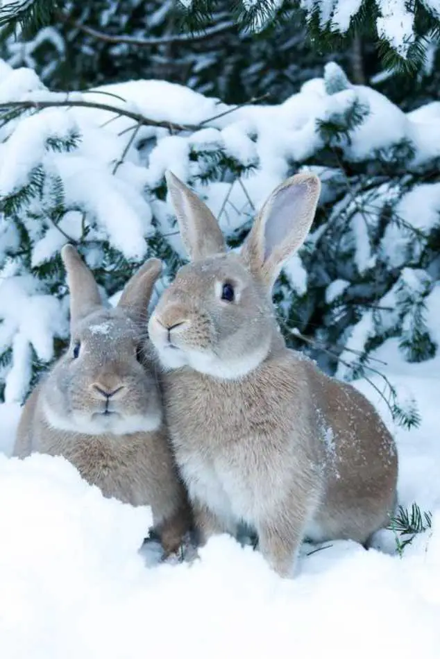 Palomino Rabbits