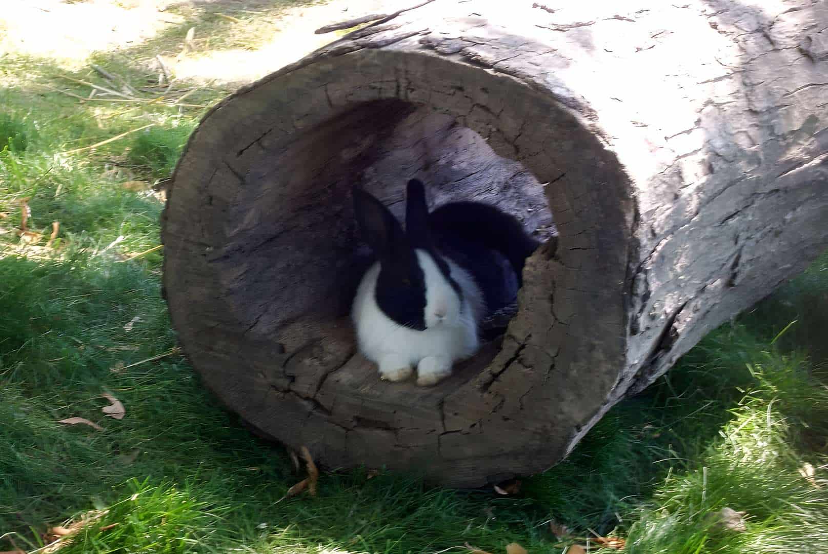 Rabbit Hollow Logs