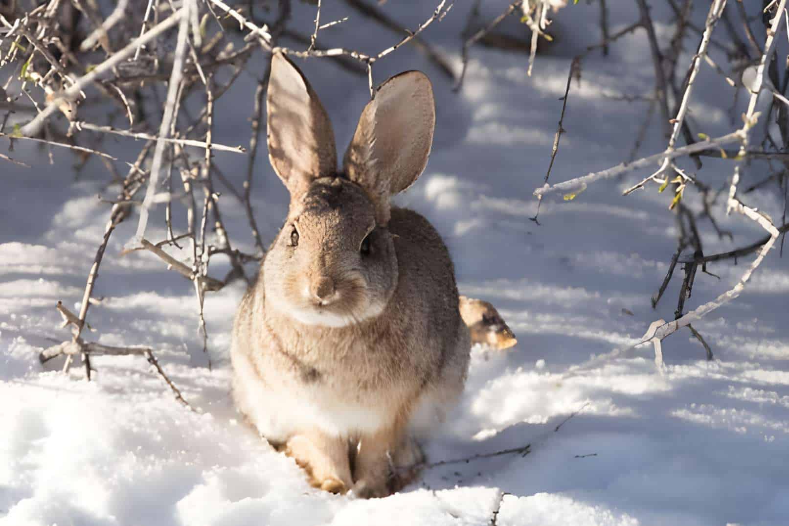 Rabbit In The Wintertime