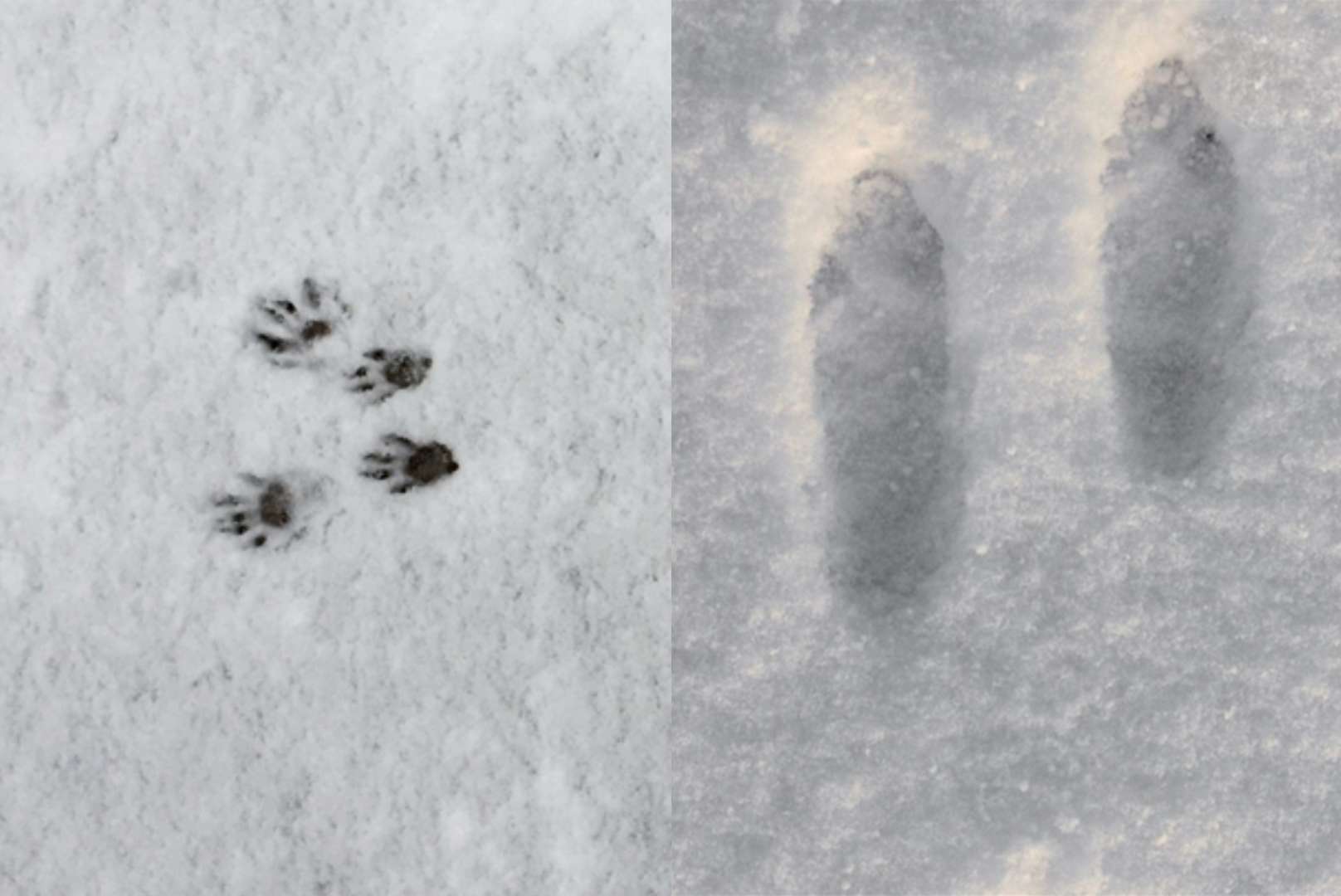 Rabbit and Squirrel Tracks Differences