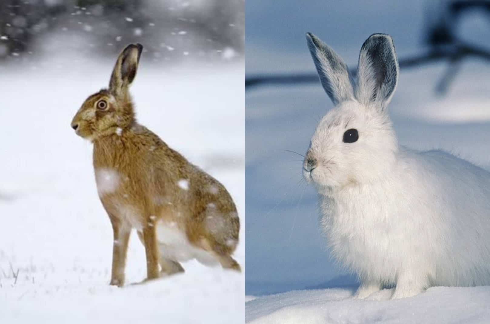 Rabbit-vs-Hare Adaptability to their Environment