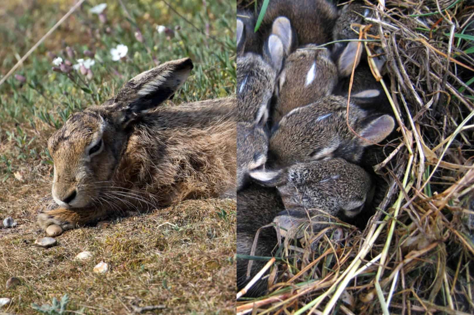 Rabbit-vs-Hare-Sleep