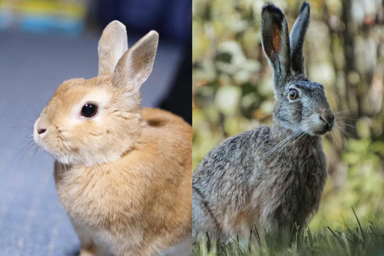 Rabbit vs Hare