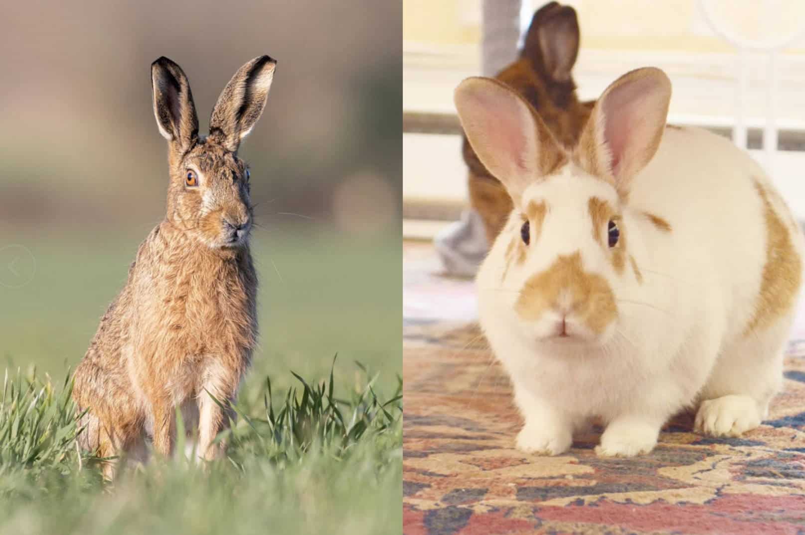 Rabbit vs. Hare Differences in Personalities and Temperament