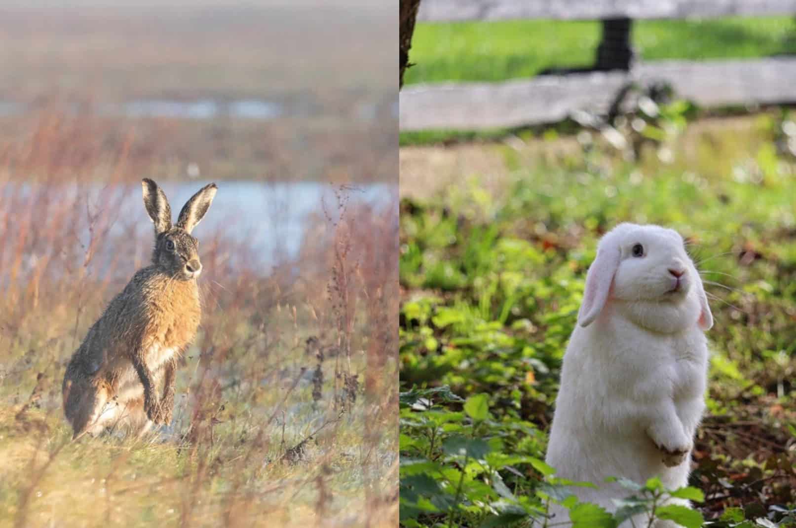 Rabbit vs. Hare The Differences in their Basic Needs