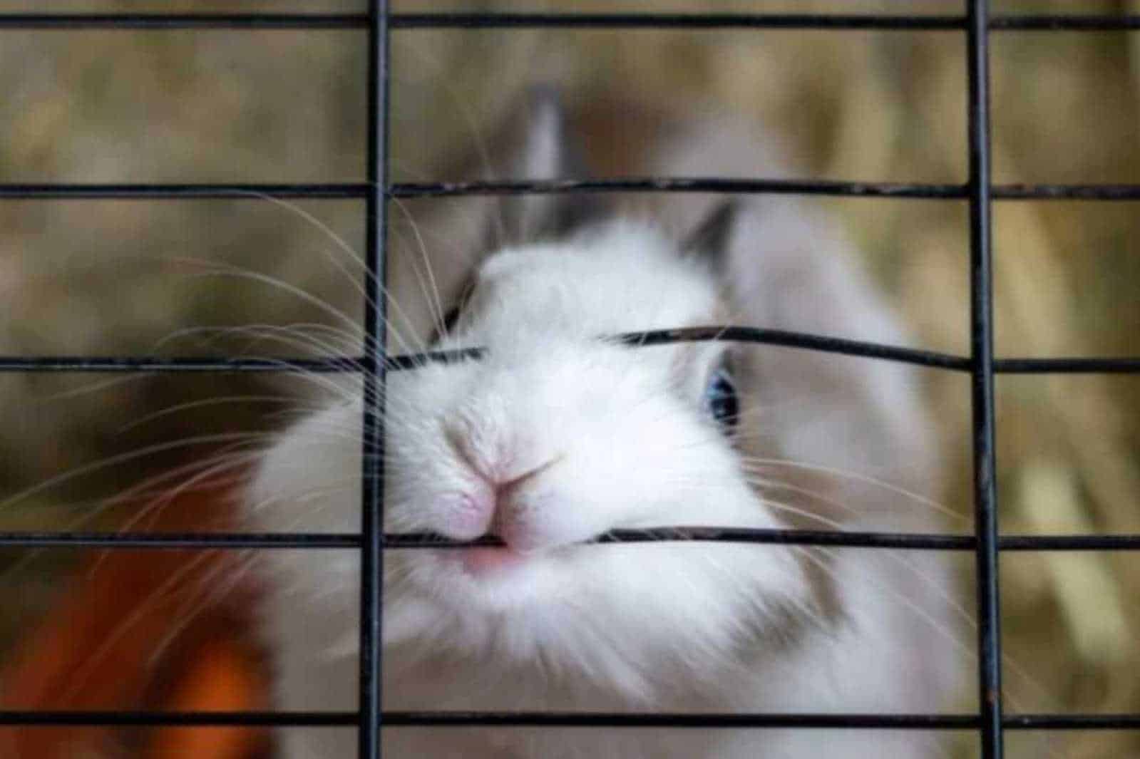 Rabbits Bite Their Cage