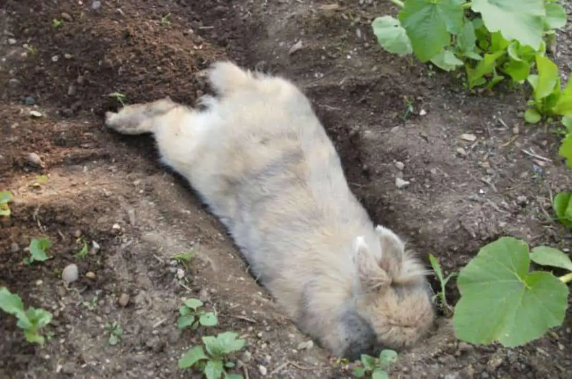 Rabbits Dig Holes