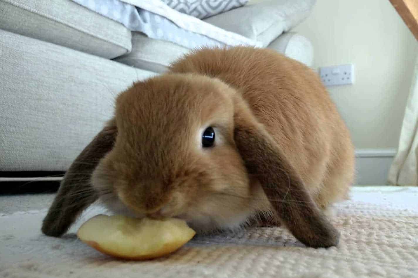 Rabbits Eat Potatoes