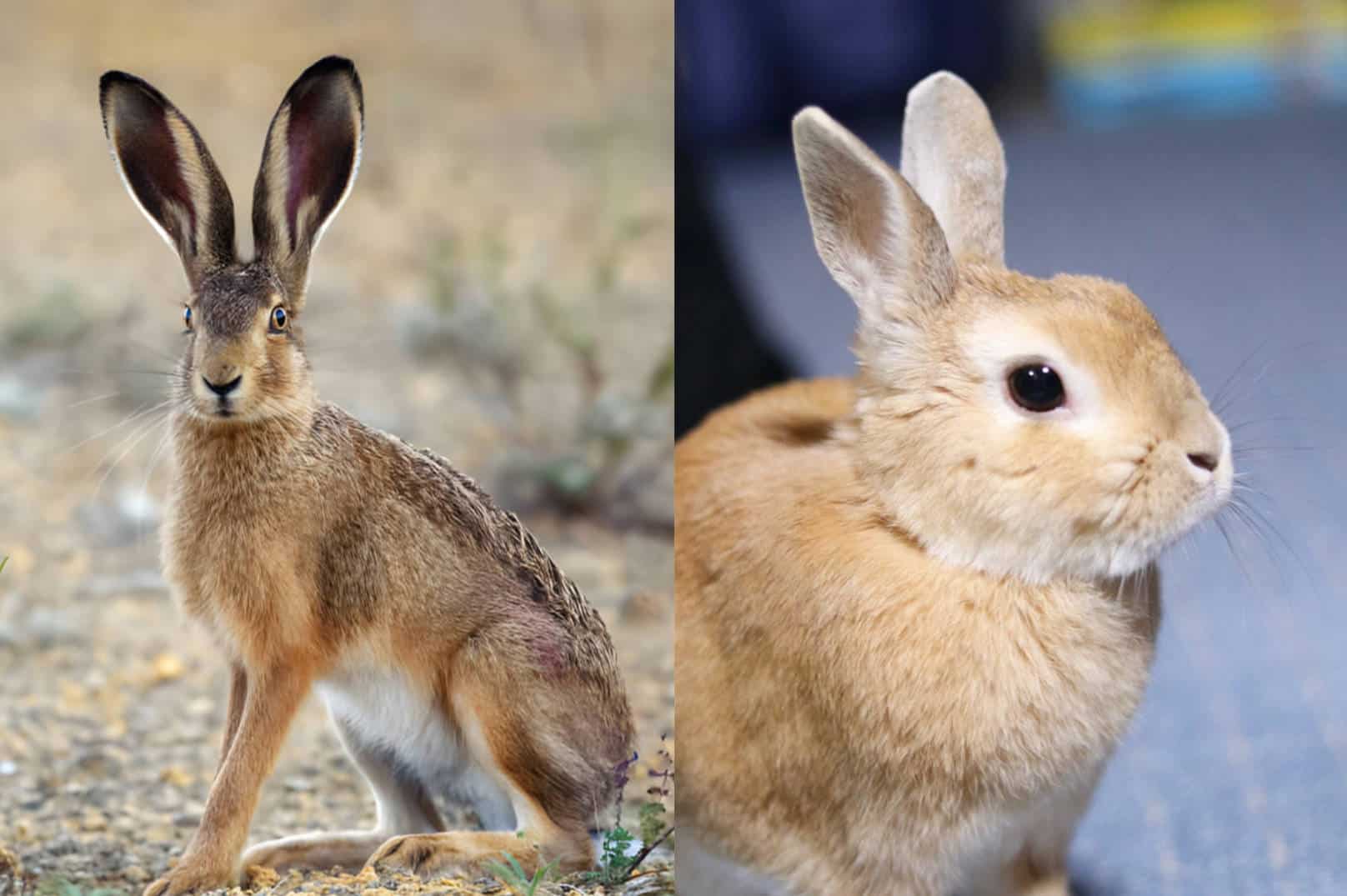 Should You Get a Jackrabbit or a Rabbit