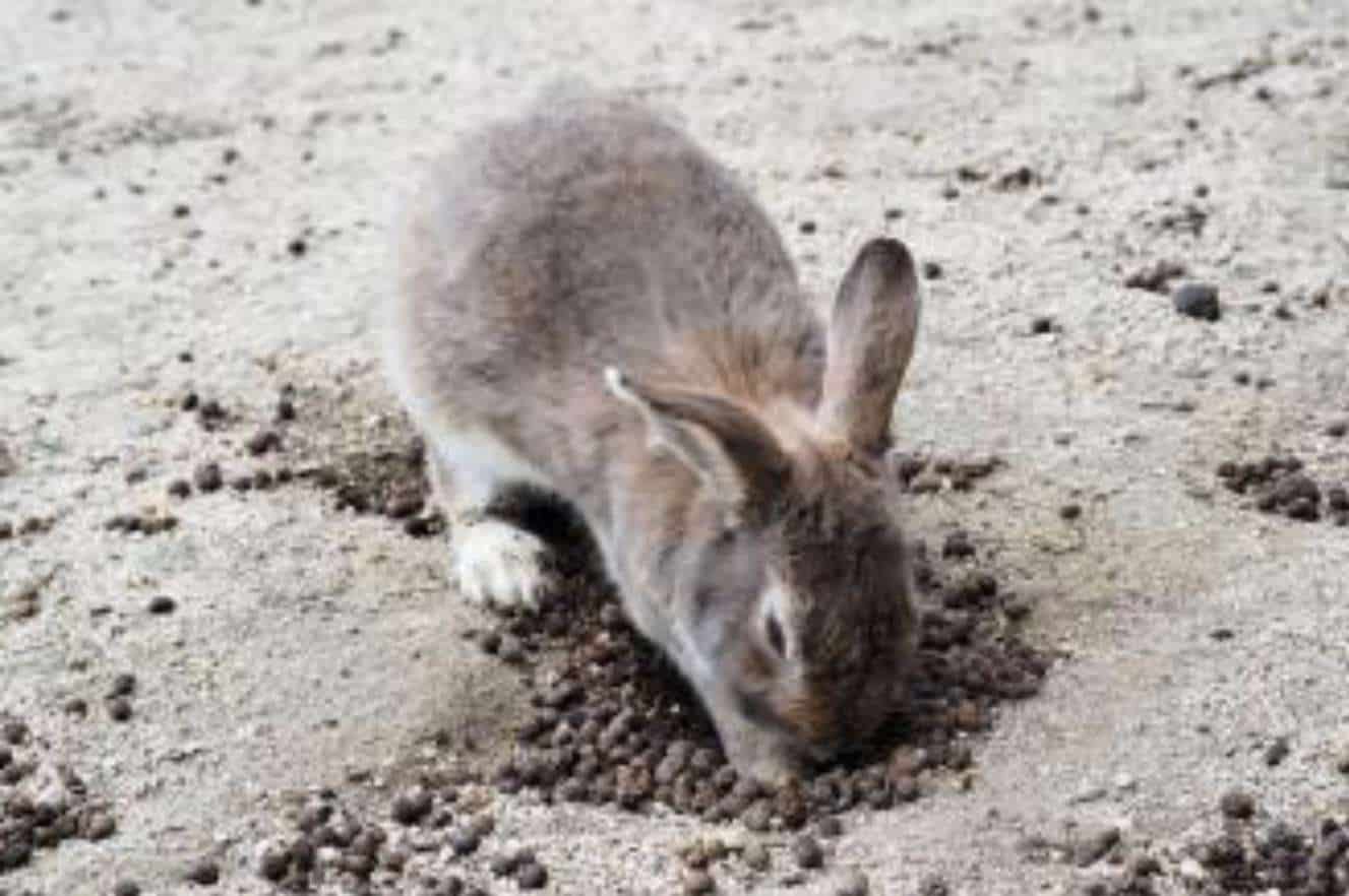 Should You Let Your Rabbit Dig Holes