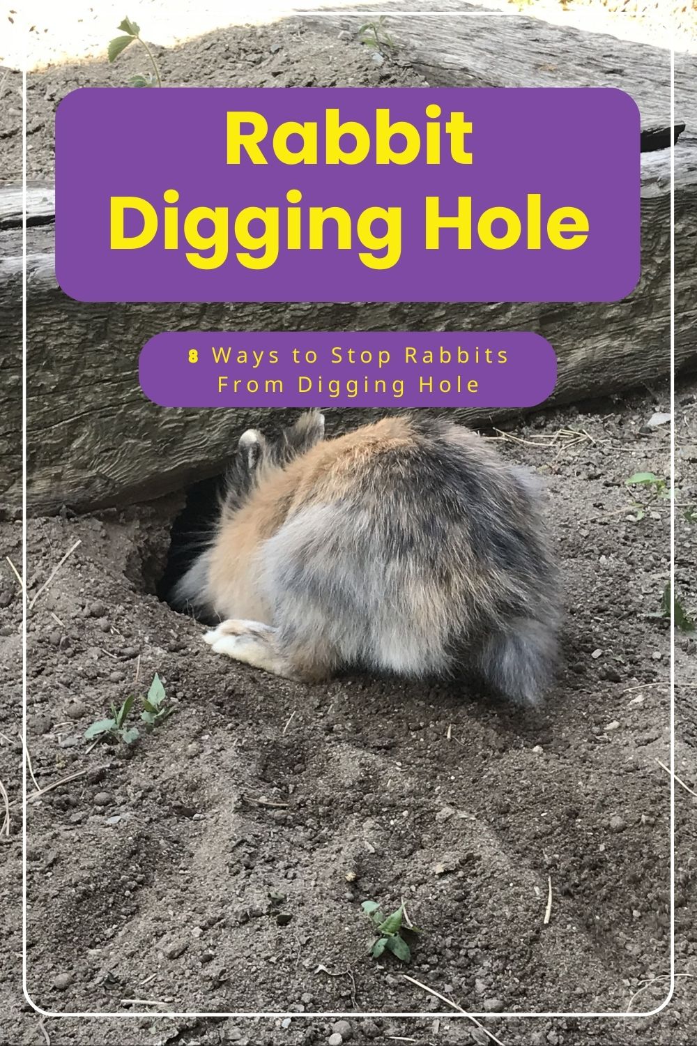 Stop Rabbits From Digging Holes in Yard